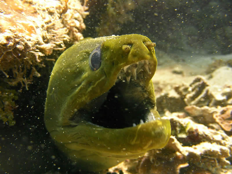 Utila/Roatan / Green Moray Eel.jpg